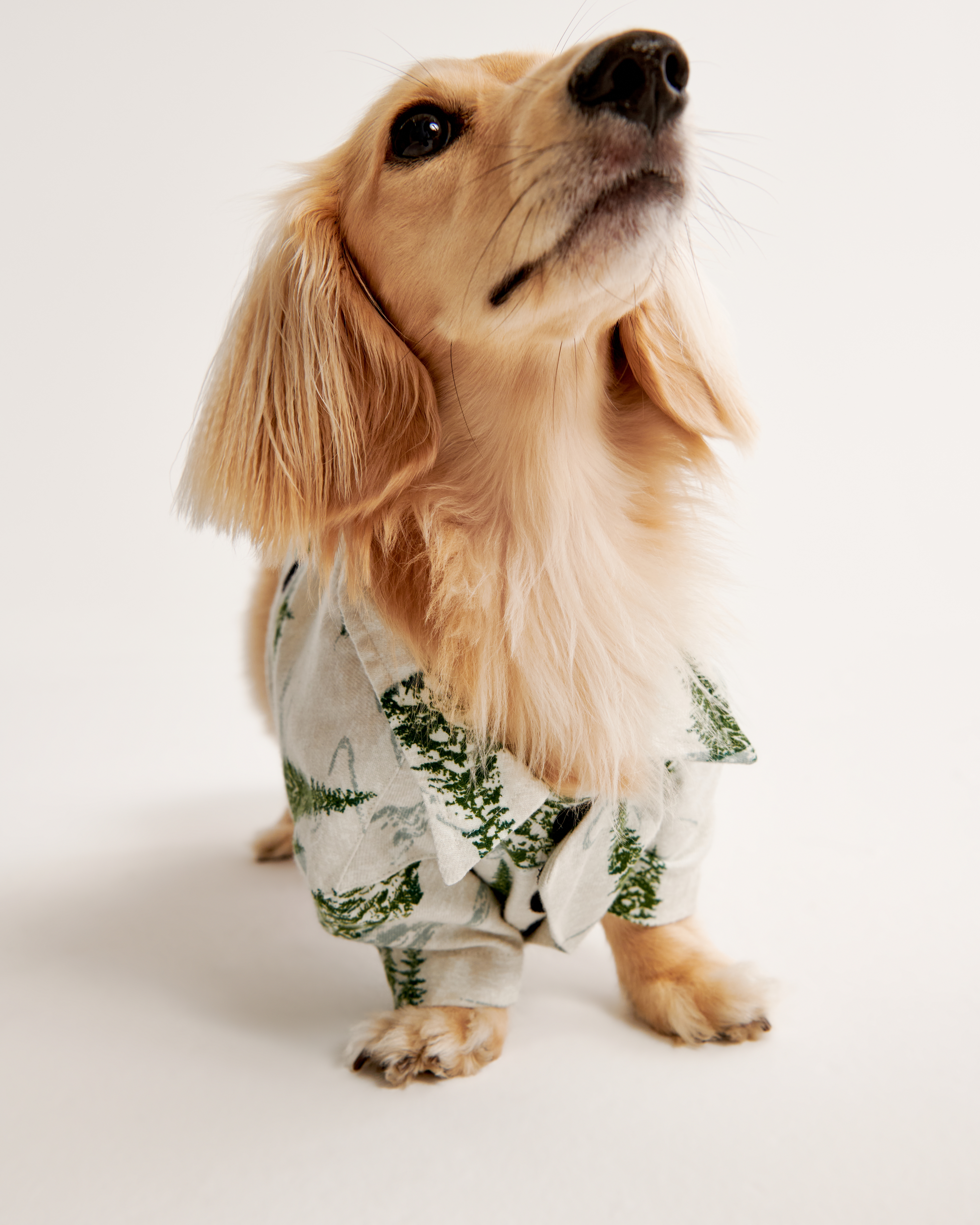 Abercrombie 2024 dog pajamas