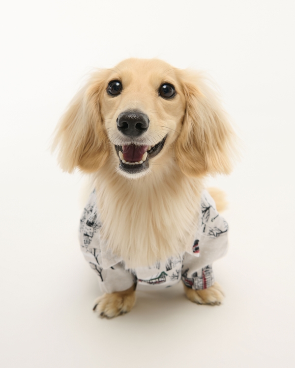 A&F Pet Flannel, Cream Pattern