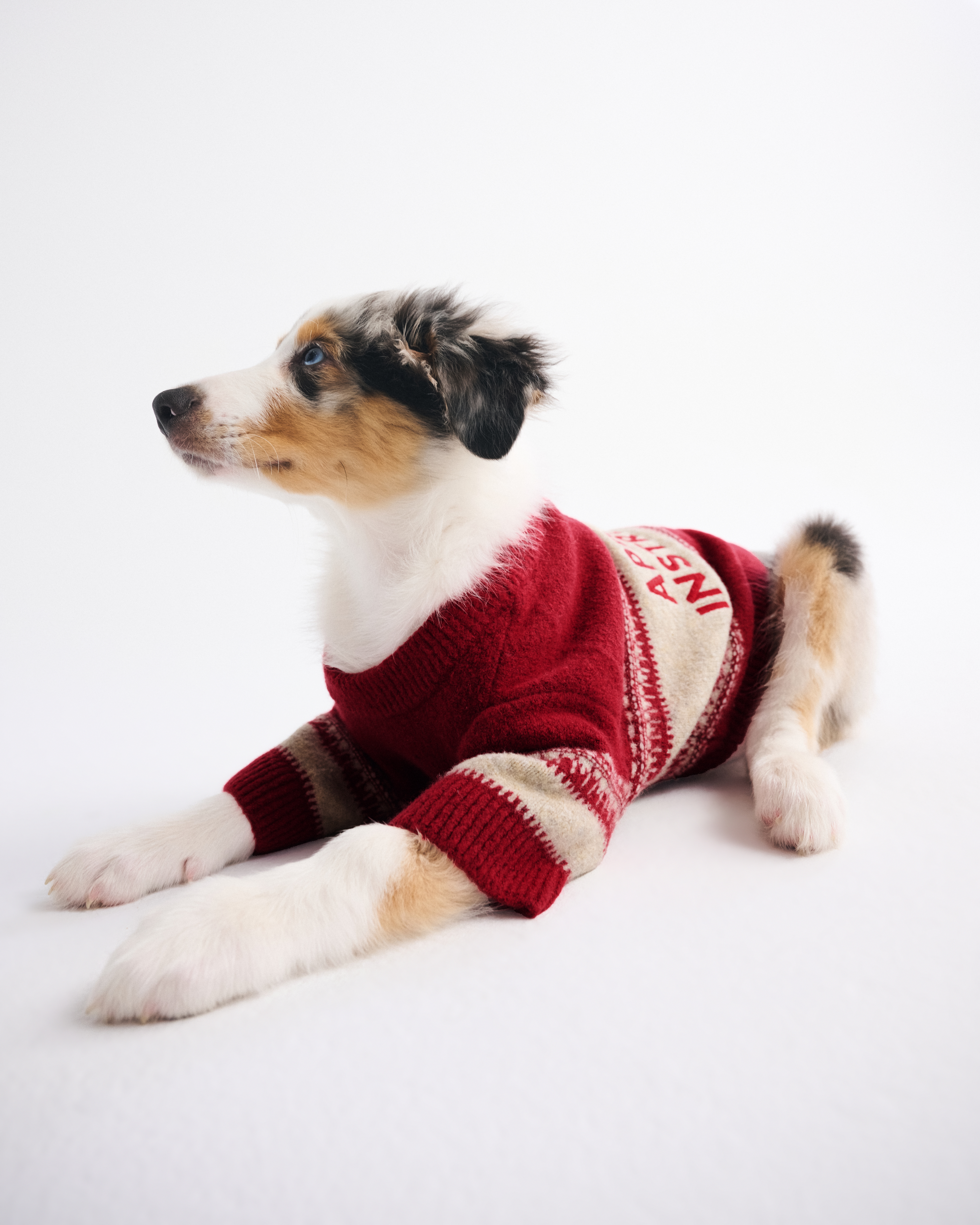 Мужской свитер Abercrombie & Fitch Graphic Pet, цвет: Красный — фото 2