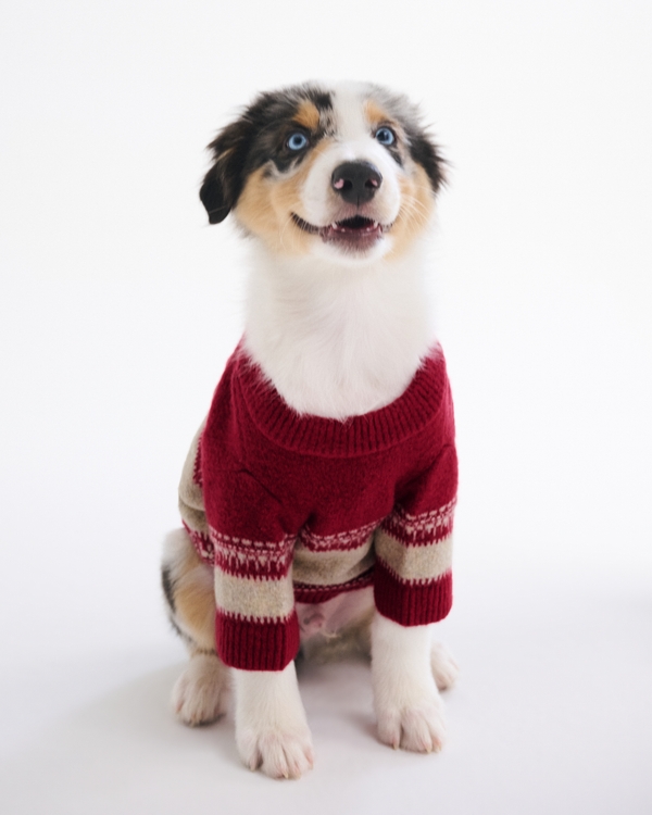 Graphic Pet Sweater