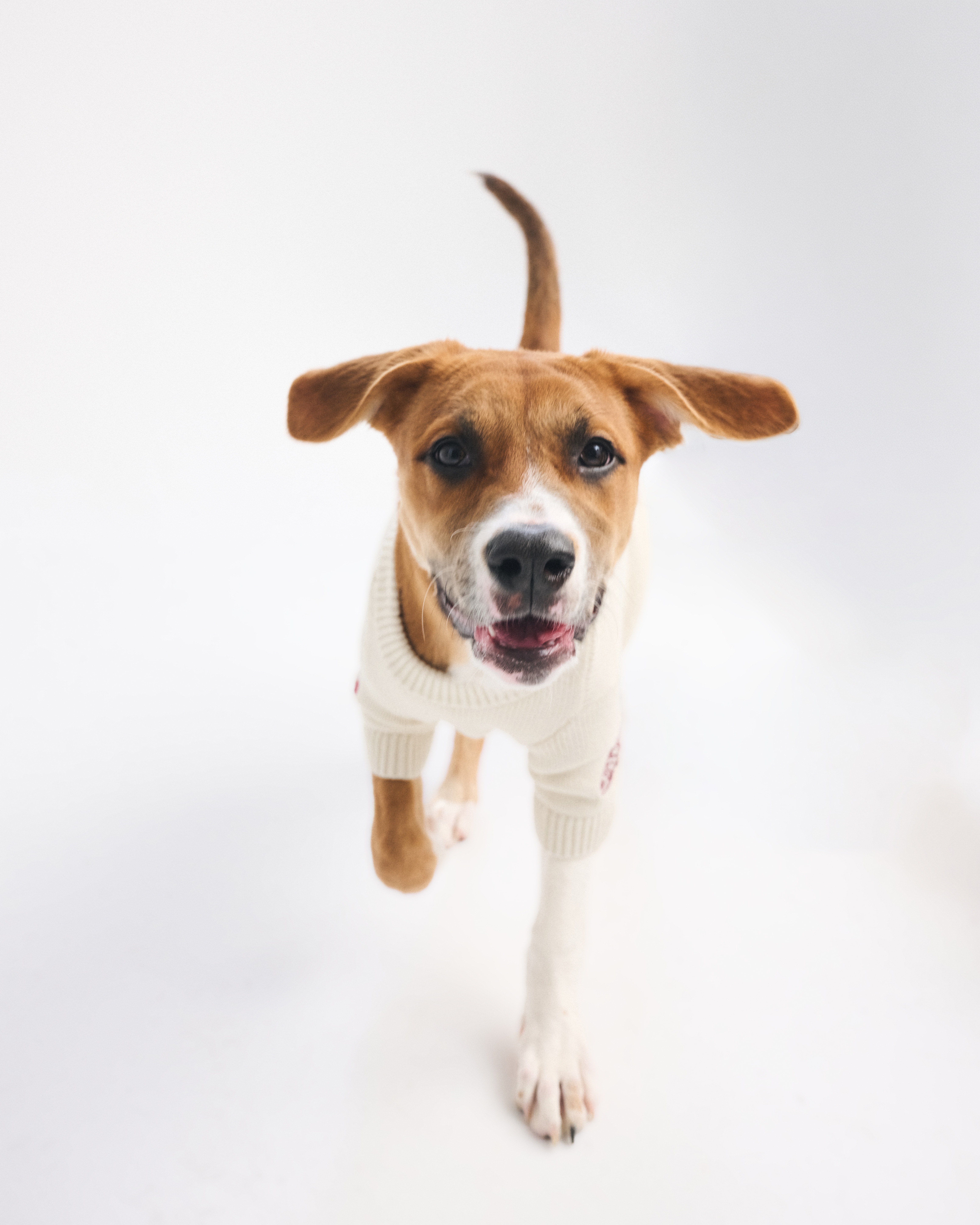 Мужские свитеры Abercrombie & Fitch Graphic Pet Sweater — фото 3