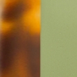 tortoise shell