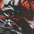 dark gray-bengals