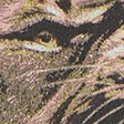 black-lions