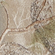 light brown camo