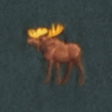 dark spruce