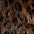 BROWN LEOPARD