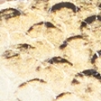 snake print