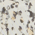 light brown leopard