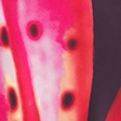 plum floral