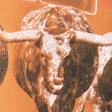 Boxy University of Texas Graphic Tee