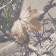 camuflaje marrón claro