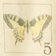 butter yellow
